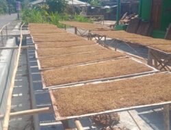 Kelompok Tembakau Rasa, Warga Pampang Panen Raya
