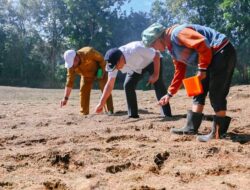 Bupati Humbahas Tanam Jagung Bersama KT Serasi  di Paranginan