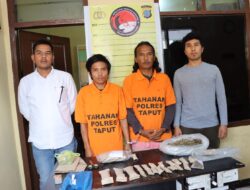 Polres Taput Berhasil Ungkap Dan Tangkap Pengedar Narkoba Jenis Ganja