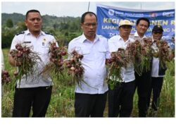 Bupati Humbahas Bersama BI Sibolga Panen Bawang Merah di Lintongnihuta
