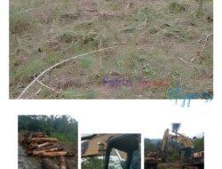 Oknum Pengusaha Menggunduli Hutan Haunatas II Diduga tidak Mengantongi Izin Resmi