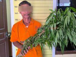 Polres Taput Temukan 15 Batang Pohon Ganja di Tanam di Kebun, Pemiliknya Berhasil di Tangkap