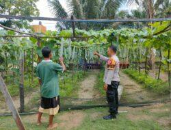 Polsek Ukui Pantau Perkembangan Kebun Sayur di Desa Bukit Jaya