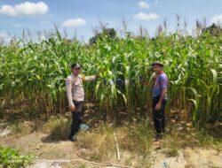 Polsek Bunut Lakukan Pengecekan Progres Ketahanan Pangan di Desa Petani