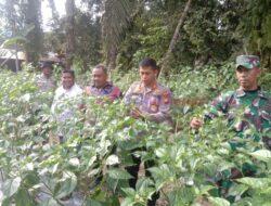 Kapolsek dan Camat Ukui Tinjau Kebun Cabai, Dukung Ketahanan Pangan Warga