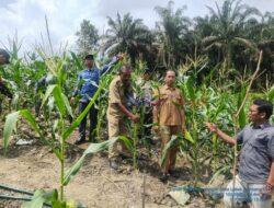 Bhabinkamtibmas Polsek Ukui dan Kades Lubuk Kembang Sari Pantau Perkembangan Kebun Jagung Bergizi, Dukung Program Asta Cita Presiden RI