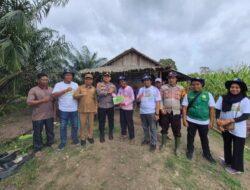Bersama Camat dan Korwil Pertanian, Kapolsek Teluk Meranti Panen Jagung Manis dan Serahkan Bibit kepada Petani
