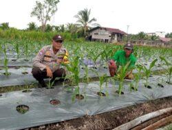 Polisi Sambangi Kebun Pekarangan Bergizi Mandiri Warga di Kuala Kampar