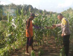 Bhabinkamtibmas Desa Segati Sambangi Kebun Pekarangan Bergizi Mandiri di Langgam