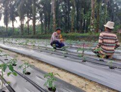 Polsek Pangkalan Lesung Koordinasi dengan Petani untuk Wujudkan Ketahanan Pangan