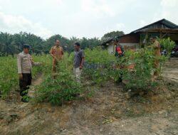 Bhabinkamtibmas Desa Lubuk Kembang Sari Laporkan Perkembangan Ketahanan Pangan Bergizi
