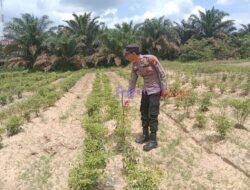 Polisi Sambangi Kebun Pekarangan Bergizi Mandiri di Kelurahan Rawang Empat
