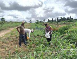 Bhabinkamtibmas Sambangi Kebun Pekarangan Bergizi Mandiri di Desa Pematang Tinggi