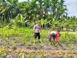 Dukung Program Asta Cita, Bhabinkamtibmas Pangkalan Kuras Sambangi Kebun Pekarangan Bergizi Mandiri di Desa Kemang