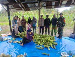 Polsek Ukui dan Warga Panen Perdana Jagung di Desa Kampung Baru, Wujud Nyata Ketahanan Pangan di kecamatan Ukui