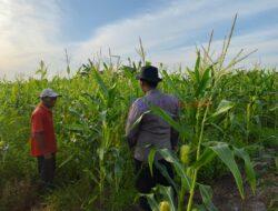 Polsek Kuala Kampar Pantau Ketahanan Pangan di Desa Teluk Bakau