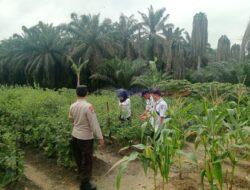 Bhabinkamtibmas Polsek Ukui Dukung Program Asta Cita Presiden RI Melalui Kebun Bergizi Mandiri