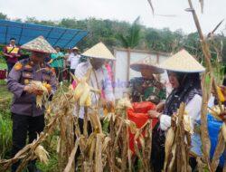 Panen Raya Jagung di Sorek Satu, Polsek Pangkalan Kuras Dorong Kemandirian Pangan