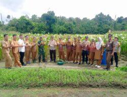 Polsek Bunut Gelar Panen Raya Jagung Serentak Tahap I Dukung Program Asta Cita