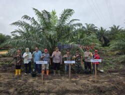 Dukung Ketahanan Pangan, Polsek Pangkalan Kerinci dan PT. Pesawoan Raya Tanam Jagung dengan Sistem Tumpang Sari