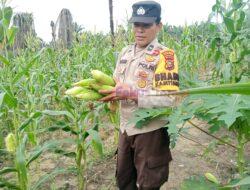 Polri Bersama Warga Lubuk Kembang Sari Gelar Panen Raya Jagung Manis, Perkuat Ketahanan Pangan