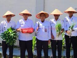 Bukti Nyata Dukung Program Ketahanan Pangan, Rutan Tarutung Kembali Panen Sayur