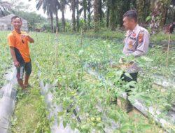 Maksimalkan Pekarangan Rumah, Polsek Pangkalan Lesung Dukung Program Ketahanan Pangan