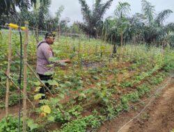 Bhabinkamtibmas Desa Lubuk Terap dan Desa Kuala Semundam Sambangi Kebun Pekarangan Bergizi Mandiri di Desa Kuala Semundam