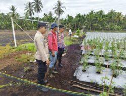 Dukung Ketahanan Pangan, Polsek Kuala Kampar Pantau Lokasi Penanaman Jagung dan Cabai