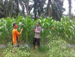 Dukung Ketahanan Pangan, Polsek Pangkalan Lesung Jalin Kerja Sama dengan Petani