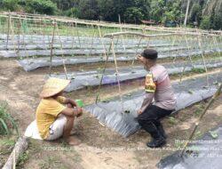 Dukung Program Asta Cita, Bhabinkamtibmas Awasi Tanaman Pertanian di Kerumutan
