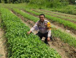 Bhabinkamtibmas Desa Angkasa Sambangi Kebun Pekarangan Bergizi Milik Warga