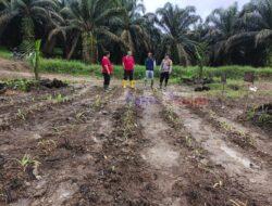 Polsek Pangkalan Kuras Tinjau Perkembangan Program Ketahanan Pangan Tumpang Sari Jagung Pipil