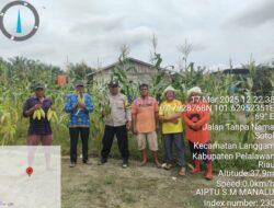 Panen Raya Jagung di Desa Sotol, Wujud Nyata Program Asta Cita Presiden