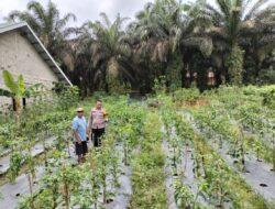 Dukung Ketahanan Pangan, Bhabinkamtibmas Ukui Dua Sambangi Kebun Cabai Warga