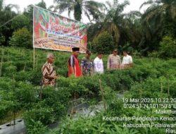 Dukung Ketahanan Pangan, Polsek Pangkalan Kerinci Hadiri Panen Raya Cabe di Desa Makmur