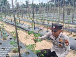 Bhabinkamtibmas Sambangi Kebun Pekarangan Bergizi Mandiri di Kelurahan Rawang Empat