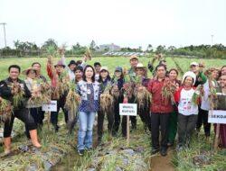 Wakil Bupati Humbahas Panen Bawang Merah