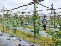 Polsek Pangkalan Kerinci Lakukan Monitoring Ketahanan Pangan