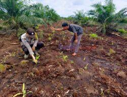 Polsek Teluk Meranti Laksanakan Peninjauan Perkembangan Ketahanan Pangan Program II Tumpang Sari
