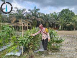 Bhabinkamtibmas Polsek Langgam Sambangi Kebun Pekarangan Bergizi Milik Sdr. Haris