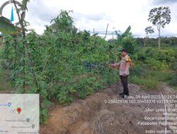 Bhabinkamtibmas Polsek Bunut Sambangi Kebun Pekarangan Bergizi Mandiri di Desa Merbau