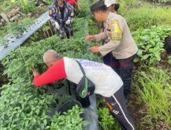 Bhabinkamtibmas Teluk Dalam Dampingi Panen Perdana Cabe di Lahan Pekarangan Bergizi Mandiri