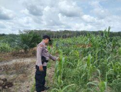Polsek Pangkalan Kuras Dukung Ketahanan Pangan Lewat Monitoring Lahan Jagung