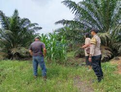 Bhabinkamtibmas Polsek Pangkalan Kerinci Pantau Perkembangan Tanaman Jagung Pipil Sistem Tumpang Sari