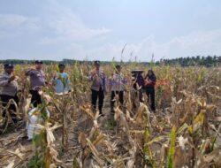 Peningkatan Ketahanan Pangan, Polsek Kuala Kampar Tinjau Lahan Jagung di Sungai Solok
