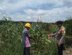 Bhabinkamtibmas Lakukan Monitoring Tanaman Jagung Pipil Sistem Tumpang Sari di PT. CAS Desa Sorek Dua
