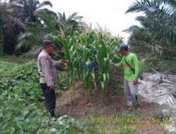 Polisi Peduli Pangan, Polsek Pangkalan Kerinci Sambangi Lahan Jagung Warga