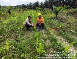 Peninjauan Perkembangan Program Ketahanan Pangan Tumpang Sari Jagung Pipil di PT. Surya Bratasena Plantation Desa Betung, Pangkalan Kuras