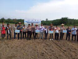 Polsek Pangkalan Kerinci Launching Penanaman Jagung untuk Mendukung Ketahanan Pangan Nasional